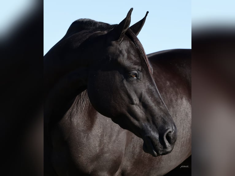 American Quarter Horse Mare 3 years Black in Buffalo