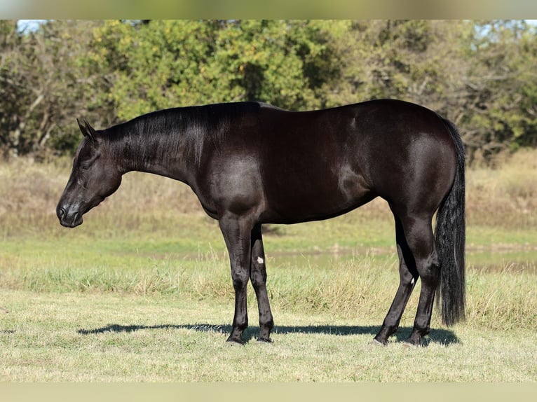 American Quarter Horse Mare 3 years Black in Buffalo