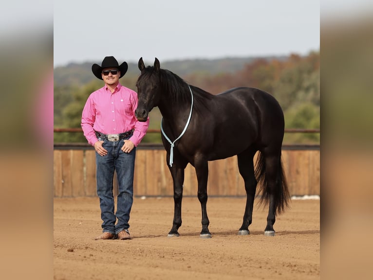 American Quarter Horse Mare 3 years Black in Buffalo