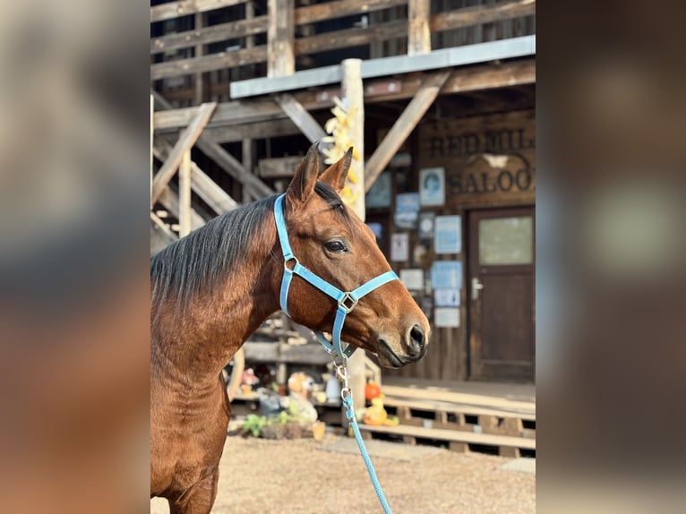American Quarter Horse Mare 3 years Brown in Berga-Wünschendorf