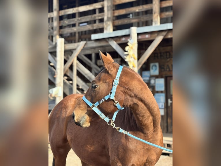American Quarter Horse Mare 3 years Brown in Berga-Wünschendorf