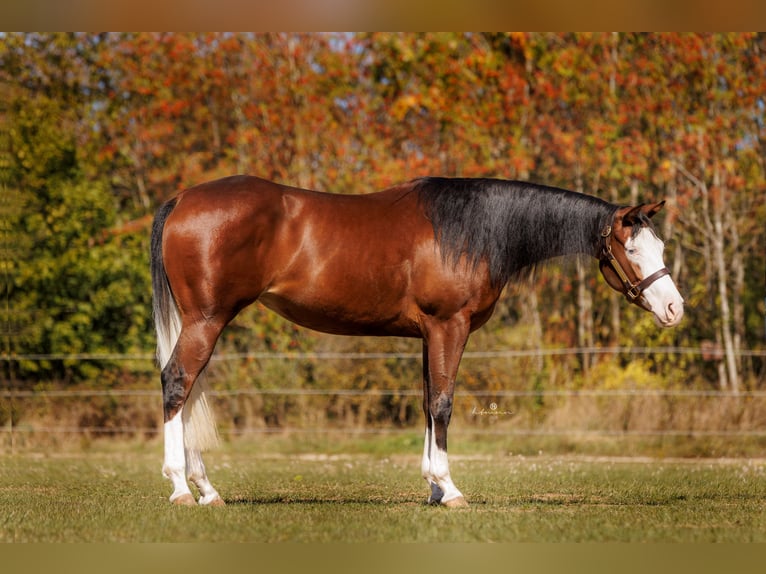 American Quarter Horse Mare 3 years Brown in Bitz