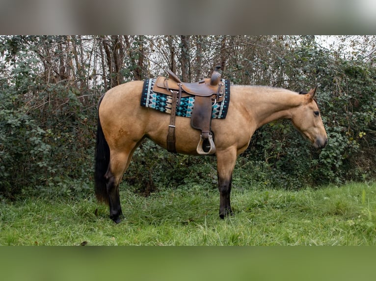 American Quarter Horse Mare 3 years Buckskin in Cassano D&#39;Adda