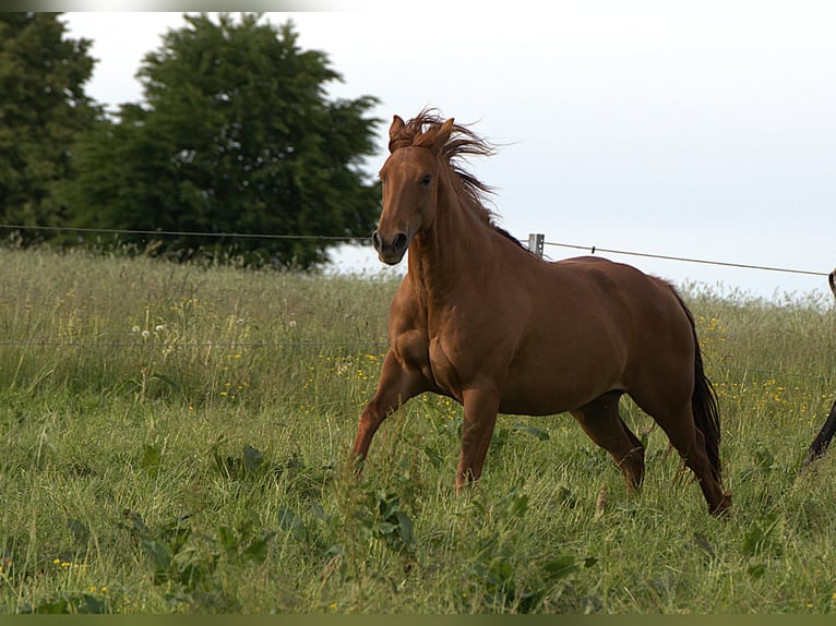 American Quarter Horse Mare 3 years Chestnut-Red in Biberach an der Riß