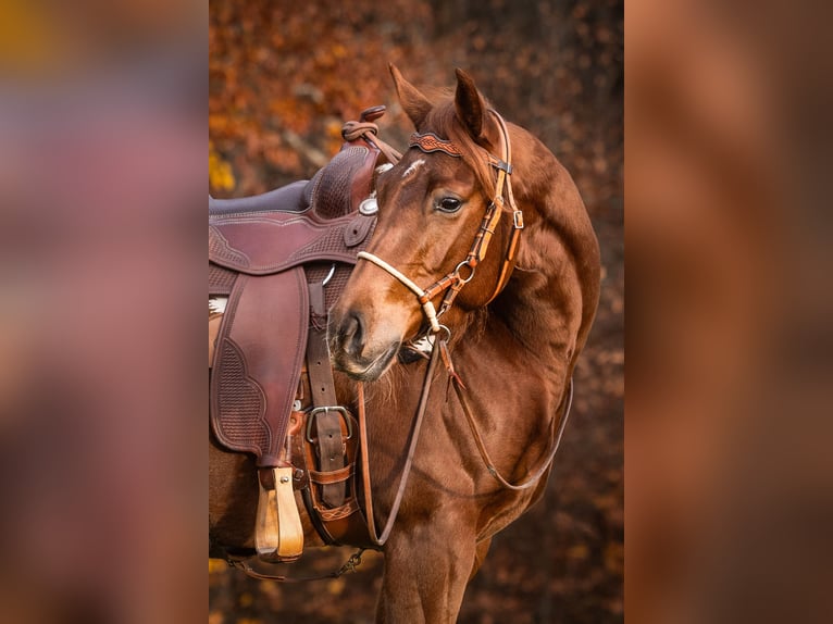 American Quarter Horse Mare 3 years Chestnut-Red in Höchstberg
