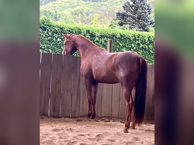 American Quarter Horse Mare 3 years Chestnut-Red in Marcollin