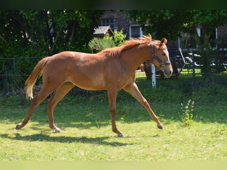 American Quarter Horse Mare 3 years Chestnut-Red in Uedem