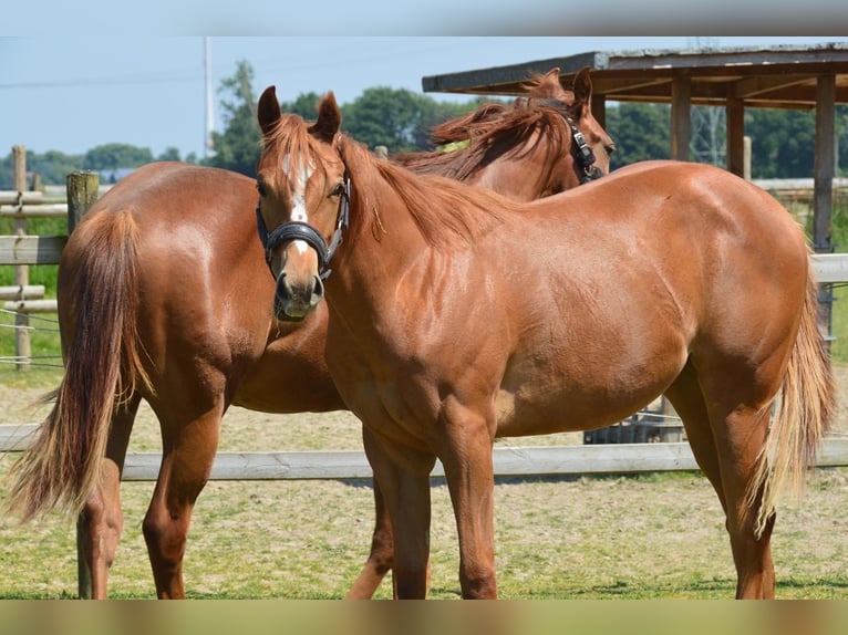 American Quarter Horse Mare 3 years Chestnut-Red in Uedem