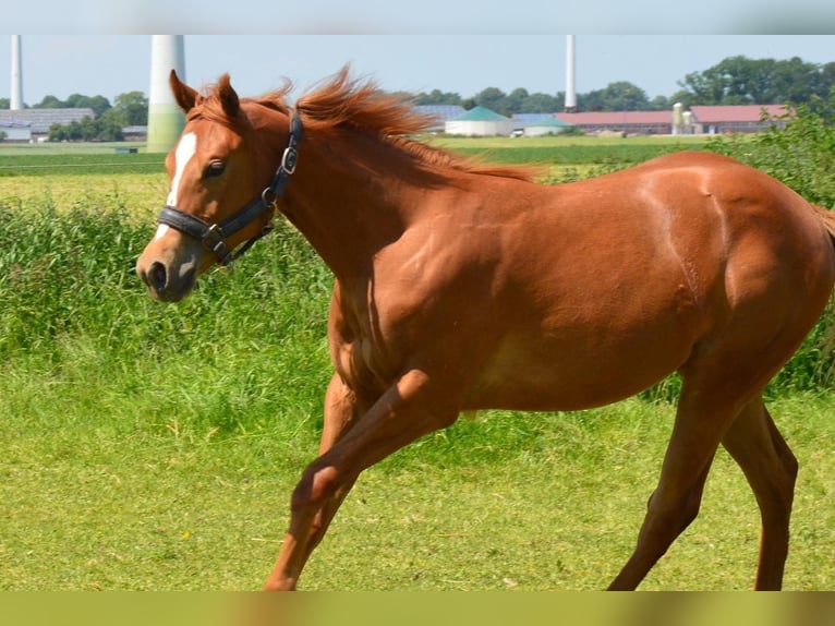 American Quarter Horse Mare 3 years Chestnut-Red in Uedem