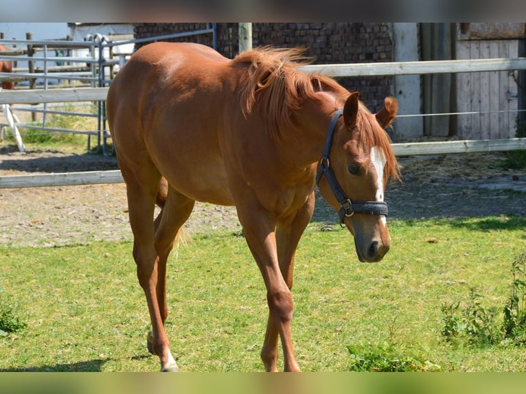 American Quarter Horse Mare 3 years Chestnut-Red in Uedem