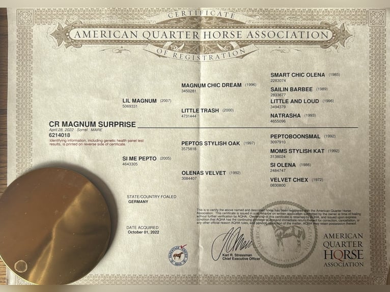 American Quarter Horse Mare 3 years Chestnut-Red in Lautertal