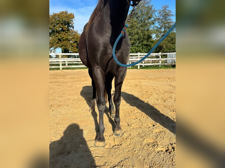 American Quarter Horse Mare 3 years  in ANDERLINGEN