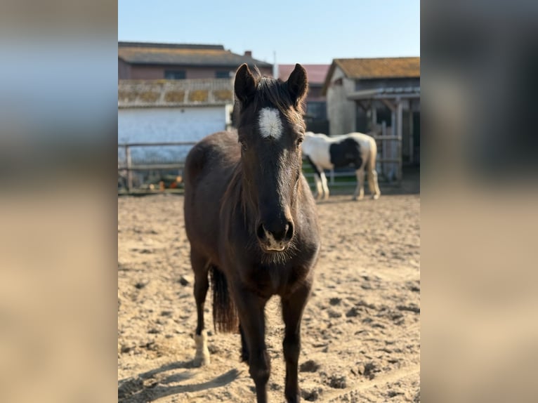 American Quarter Horse Mare 3 years  in ANDERLINGEN