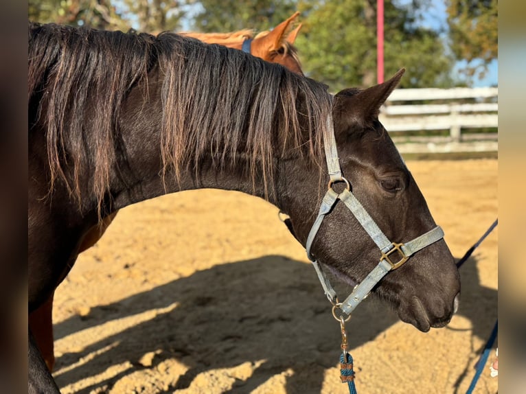 American Quarter Horse Mare 3 years  in Anderlingen