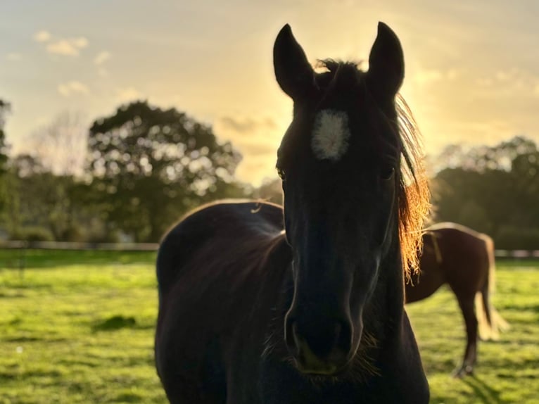American Quarter Horse Mare 3 years  in Anderlingen