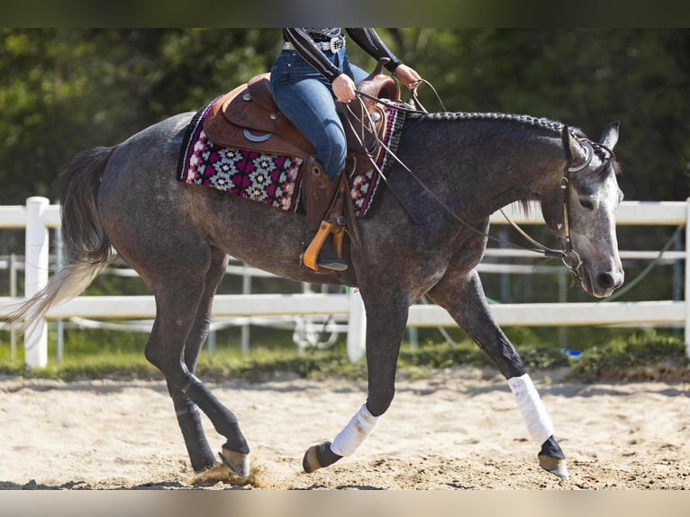 American Quarter Horse Mare 3 years Gray in Monza