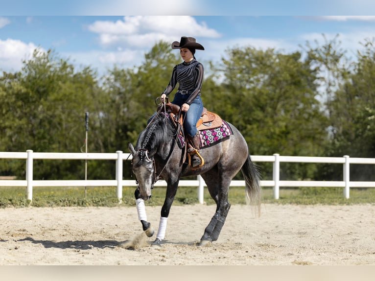 American Quarter Horse Mare 3 years Gray in Monza