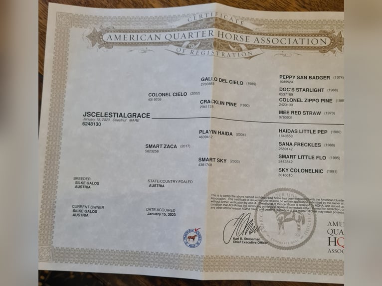 American Quarter Horse Mare 3 years in Perwang am Grabensee