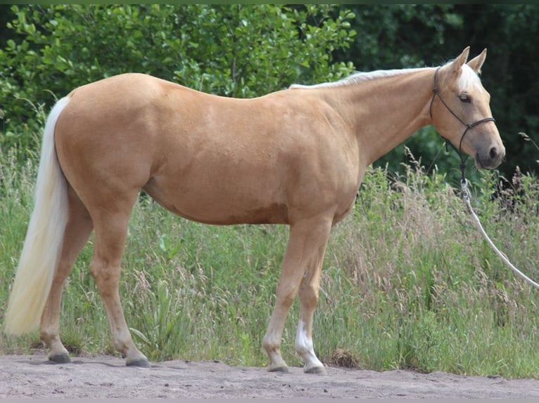 American Quarter Horse Mare 3 years Palomino in Laubach