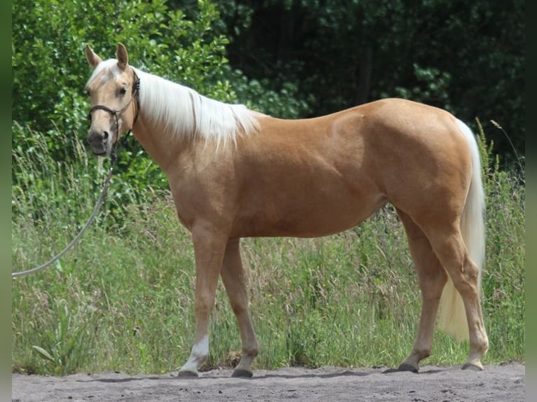 American Quarter Horse Mare 3 years Palomino in Laubach