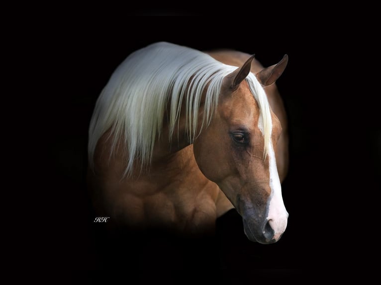 American Quarter Horse Mare 3 years Palomino in Kaufman, TX