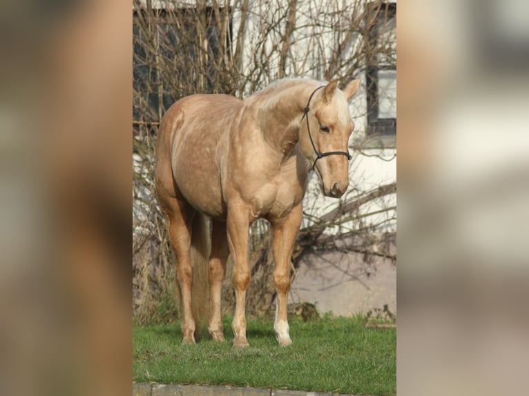 American Quarter Horse Mare 3 years Palomino in Laubach