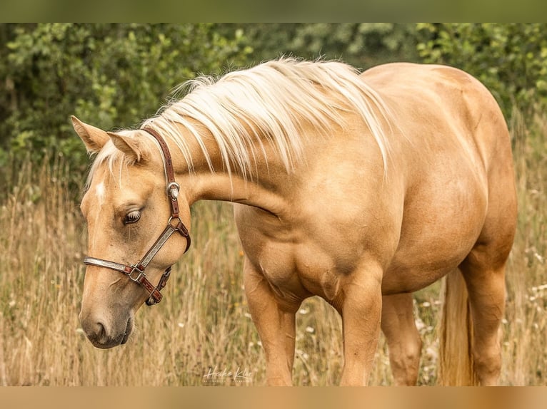 American Quarter Horse Mare 3 years Palomino in Laubach