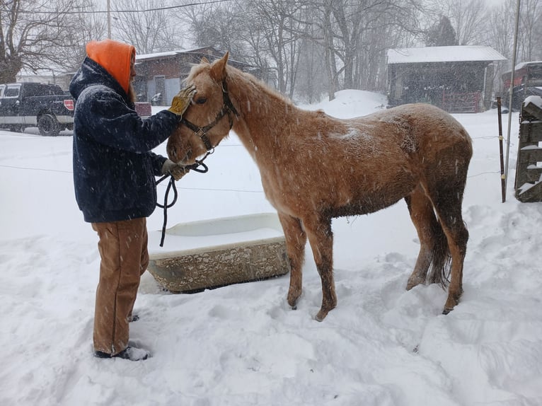 American Quarter Horse Mare 3 years Palomino in Kittanning