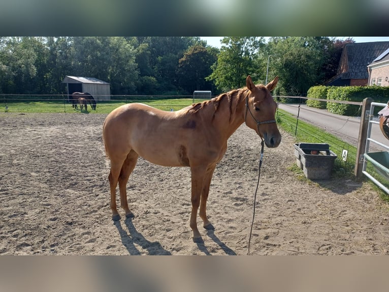 American Quarter Horse Mare 3 years Red Dun in Vogelwaarde