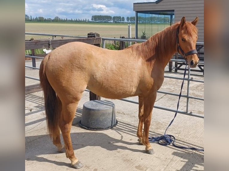 American Quarter Horse Mare 3 years Red Dun in Vogelwaarde