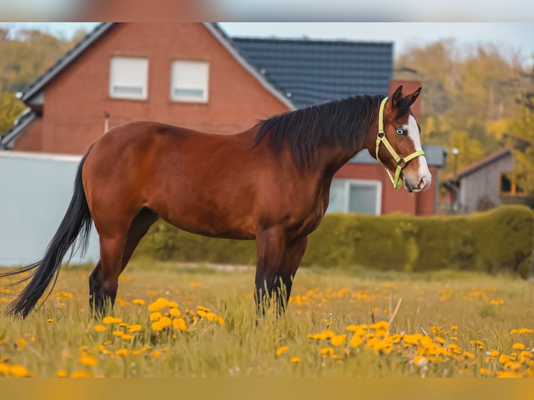 American Quarter Horse Mare 3 years in Salzgitter