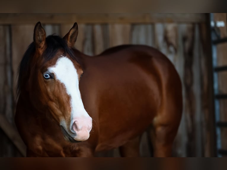 American Quarter Horse Mare 3 years in Salzgitter