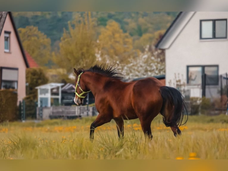 American Quarter Horse Mare 3 years in Salzgitter