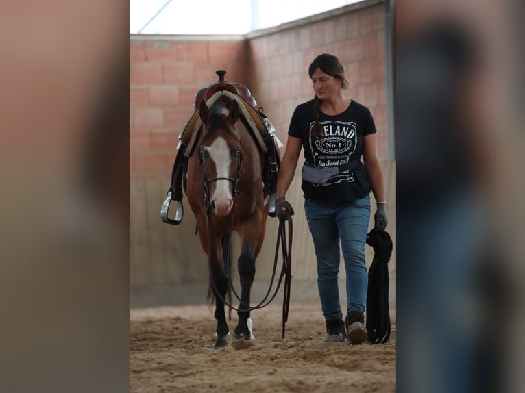 American Quarter Horse Mare 3 years in Salzgitter