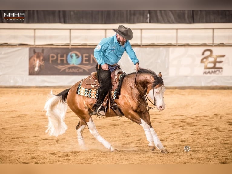 American Quarter Horse Mare 3 years in Salzgitter