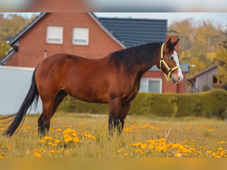 American Quarter Horse Mare 3 years in Salzgitter