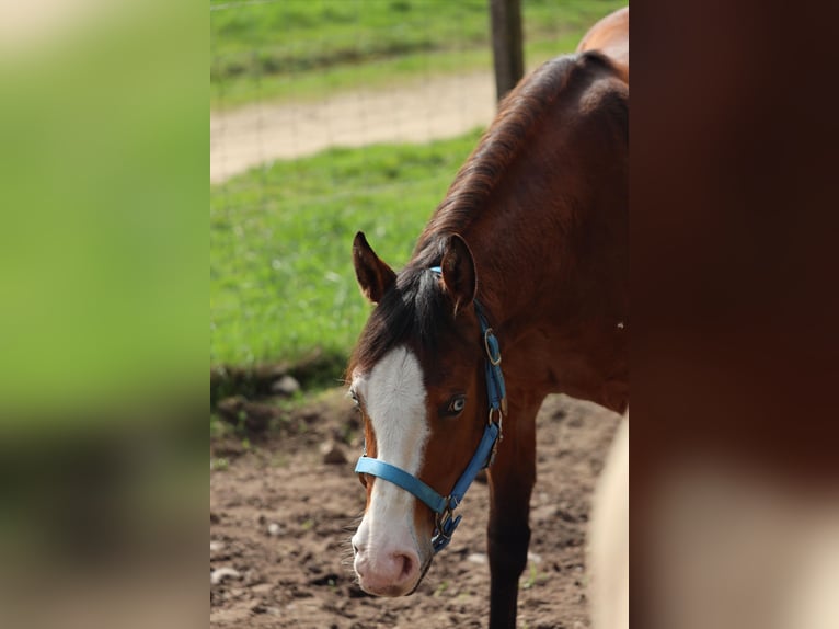 American Quarter Horse Mare 3 years in Salzgitter