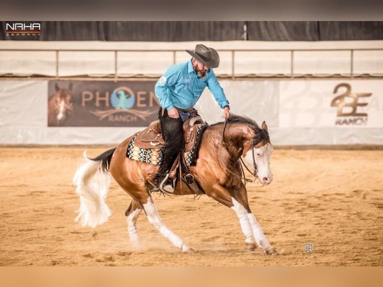 American Quarter Horse Mare 3 years in Salzgitter