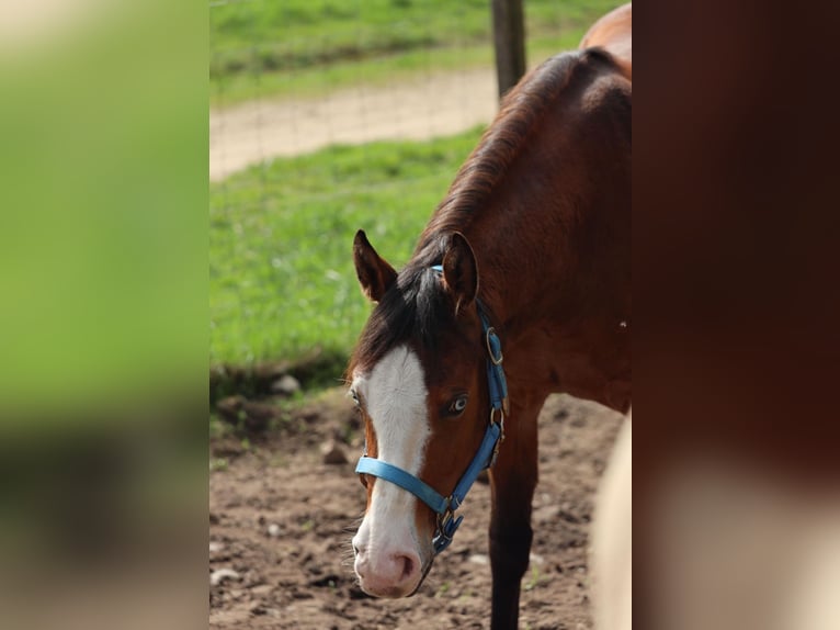 American Quarter Horse Mare 3 years in Salzgitter