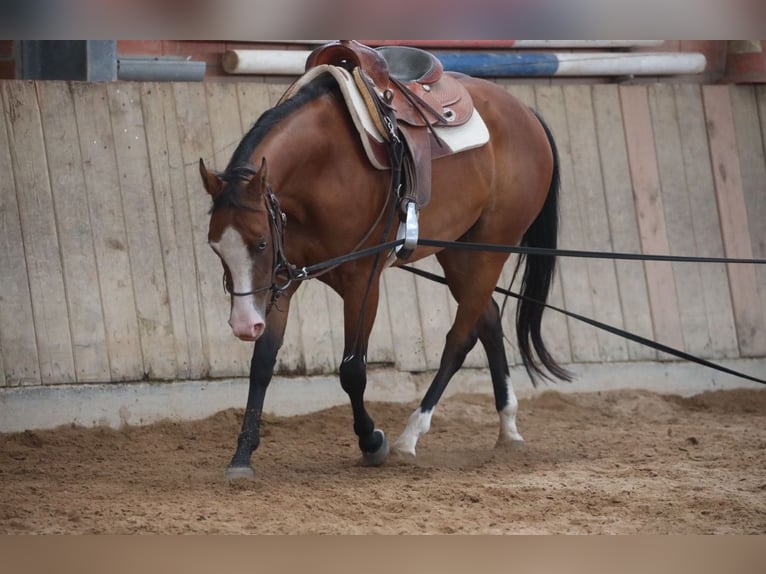 American Quarter Horse Mare 3 years in Salzgitter