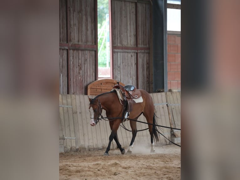 American Quarter Horse Mare 3 years in Salzgitter