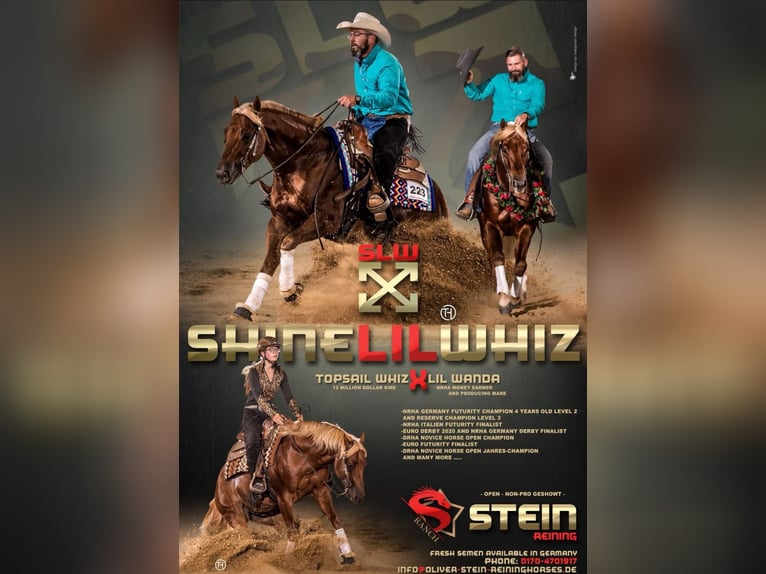 American Quarter Horse Mare 3 years in Salzgitter