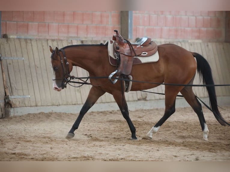American Quarter Horse Mare 3 years in Salzgitter