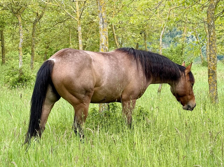 American Quarter Horse Mare 3 years Roan-Bay in Novafeltria