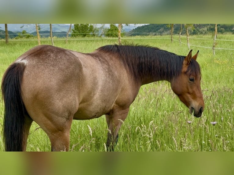 American Quarter Horse Mare 3 years Roan-Red in Secchiano Marecchia
