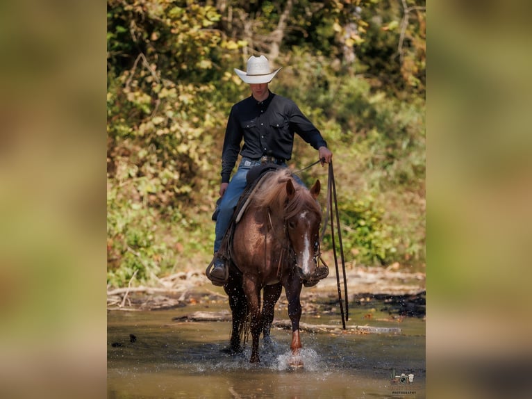 American Quarter Horse Mare 3 years Roan-Red in Auburn