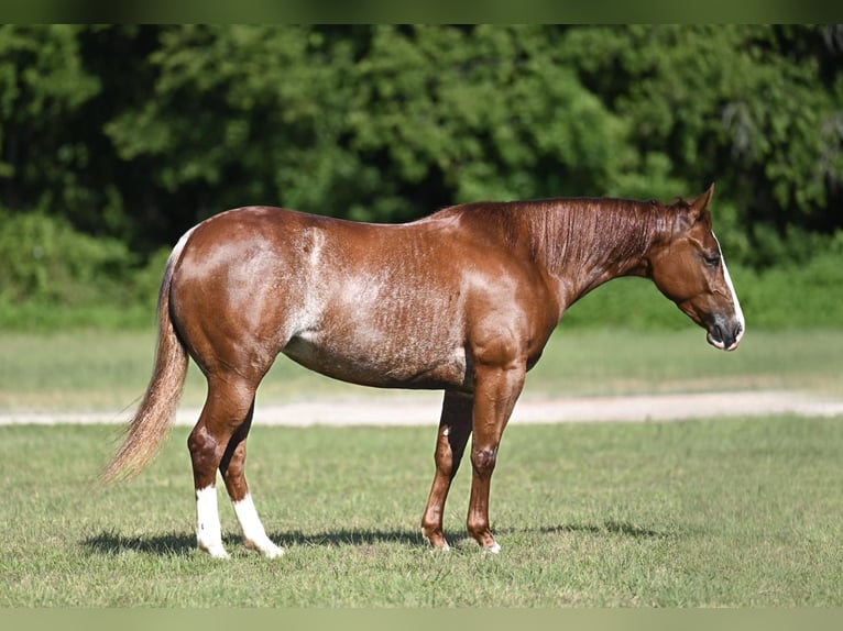 American Quarter Horse Mare 3 years Sorrel in Waco