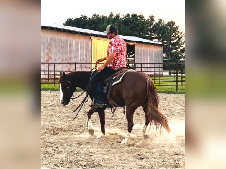 American Quarter Horse Mare 3 years Sorrel in La Grange
