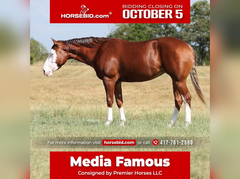 American Quarter Horse Mare 3 years Sorrel in Buffalo
