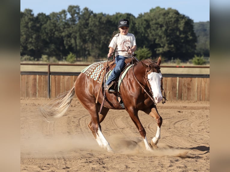 American Quarter Horse Mare 3 years Sorrel in Buffalo